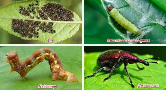 Как защитить вишню от самых опасных вредителей