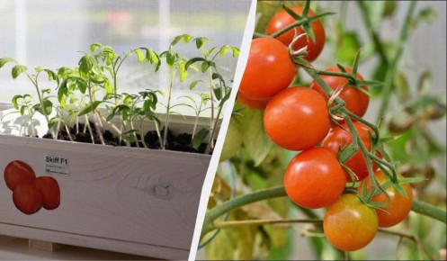 ����������� ��� ��� ������ ������� ��������� � 2026 ����