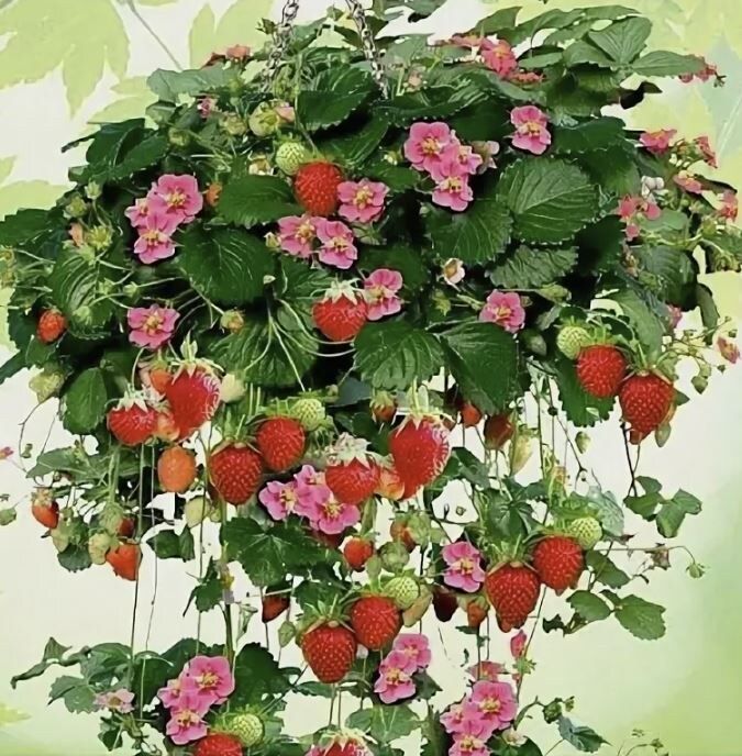 �������� ��������: ����������� �� ��� ������