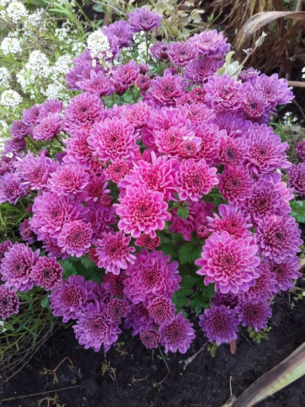 �������� �������� ����: ��� � ����������� �����������