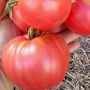 Томат Томатный король: рождение гиганта среди помидоров