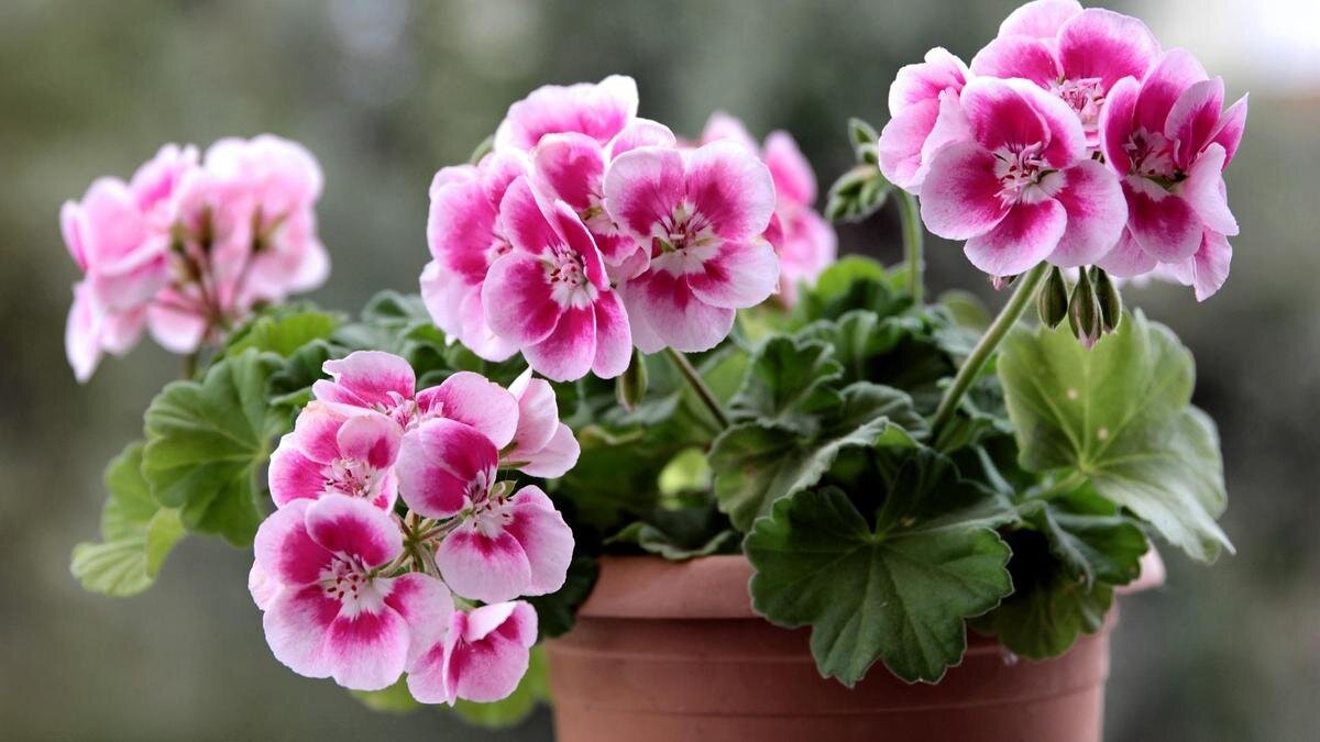 Секреты пышного цветения герани