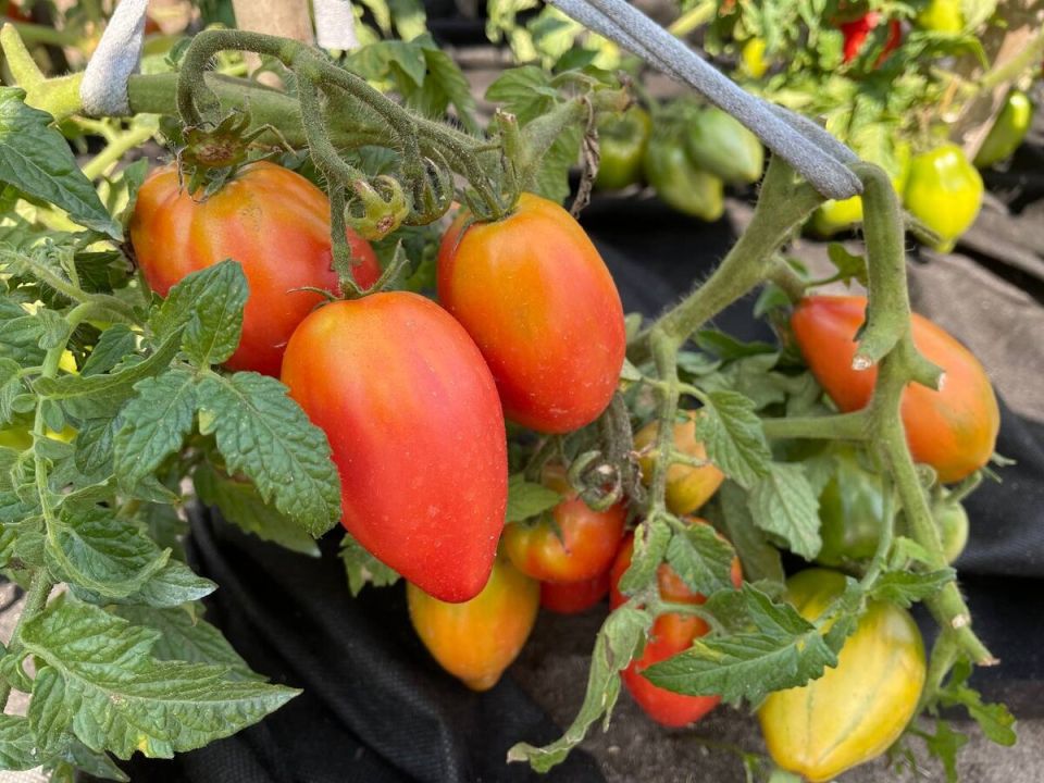 ��� ������ ������ � ��������� ����: ������� ����� �� ������������, ������� ������� ������ �� �������