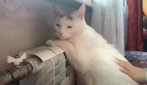 ��� ������, ��� ��� ��� ������� � ��������� � ������: ������ �����������