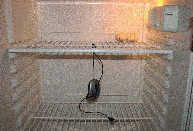 Летняя чистота холодильника: как предотвратить размножение бактерий