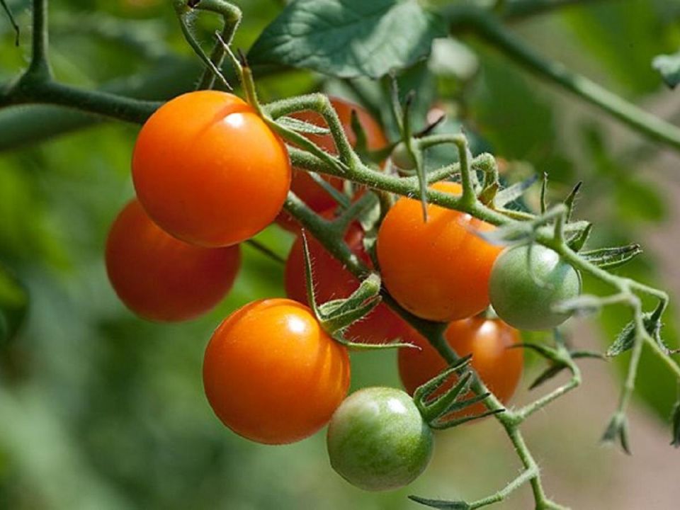 ������� ��������� ����������� �������: �������� �������