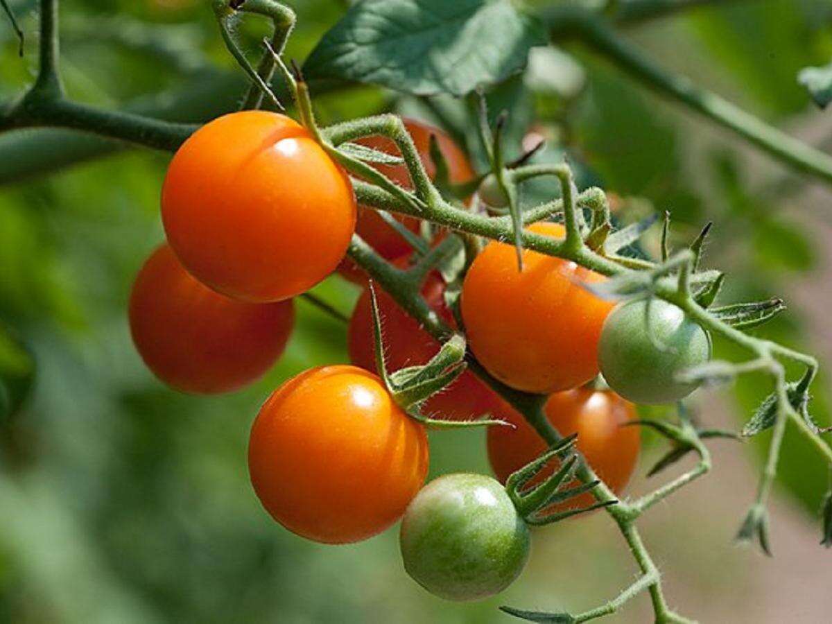 Секреты успешного выращивания томатов: основные ловушки