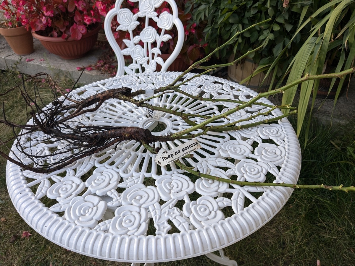 Плетистые розы: как создать идеальный цветник у новой арки