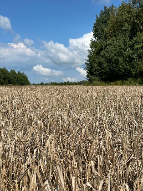 30 простых радостей августа: как сделать этот конец лета незабываемым