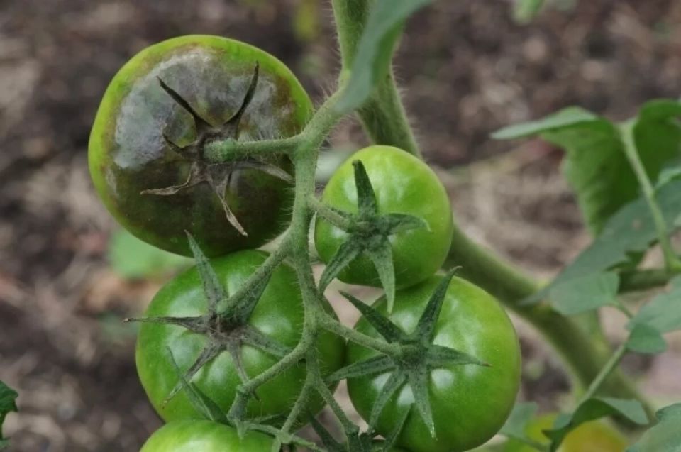 ������� ������ � ��������� �������: ��� ������ ������ �� �������