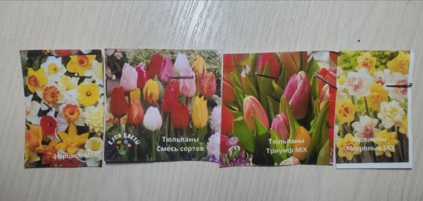 Первые шаги к цветущему балкону: как вырастить тюльпаны и нарциссы зимой