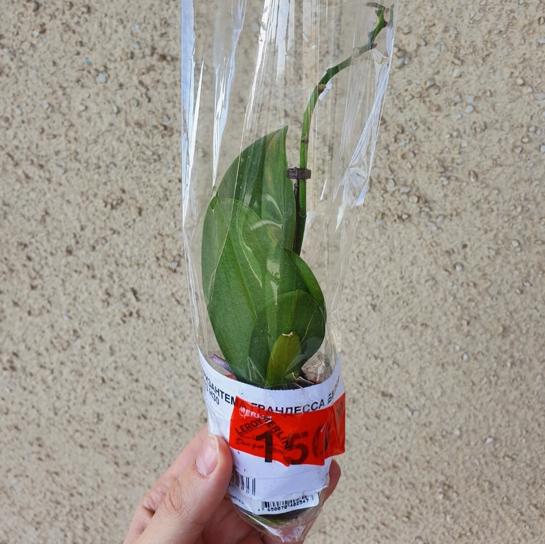 Как одна мама спасла мини-фаленопсис и делится секретами ухода за орхидеями
