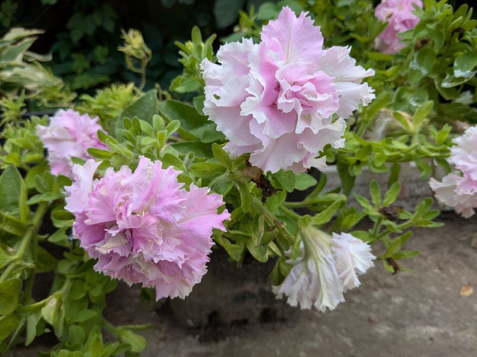 Зимнее черенкование: как сохранить любимые растения до весны