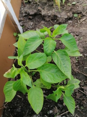 ������� ��������� �������� �����: ��� �������� ������ � ��������� �������� ��������