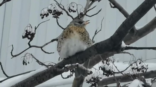 ������ ����, ���������!. ��� ������������� ������� � ������ ��������� ������ � ����������� ��������� �������, ������� ���������� ����������� ������� ������