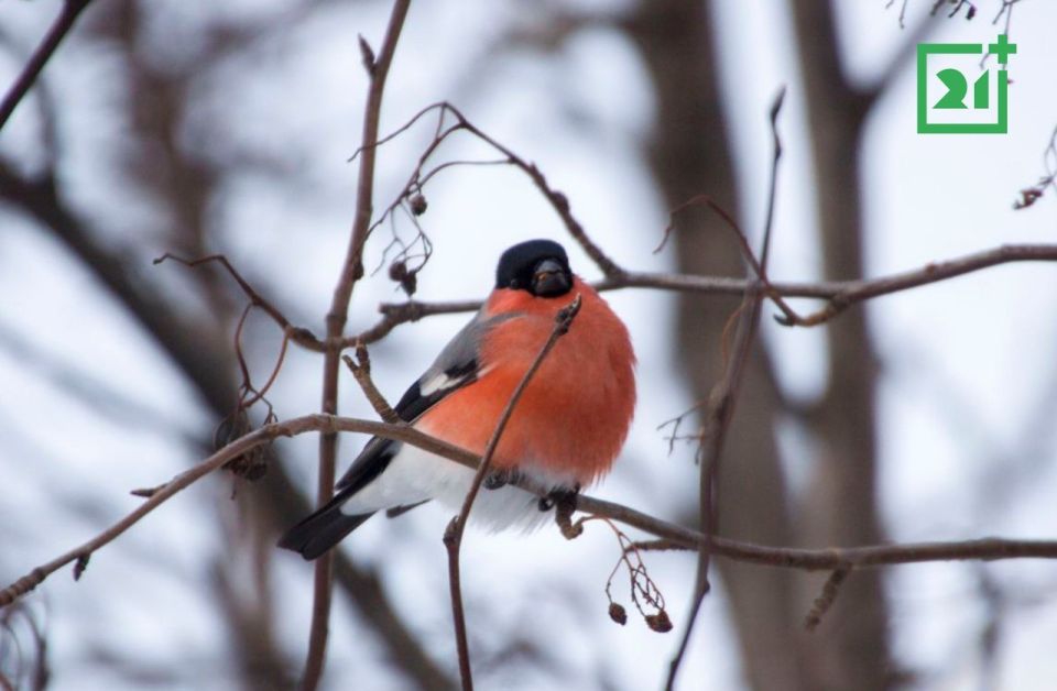 Доброе утро, Заполярье!. Милая компания снегирей прилетела за «знаниями» к Мурманской областной библиотеке