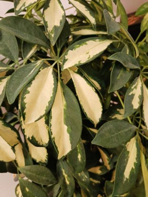 �������������: ������� � ������������ � ���� ��������