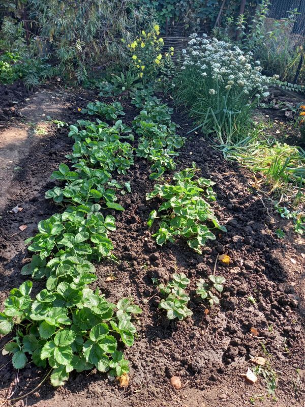 ������� ����������� ����� ���������� ����� �� ����