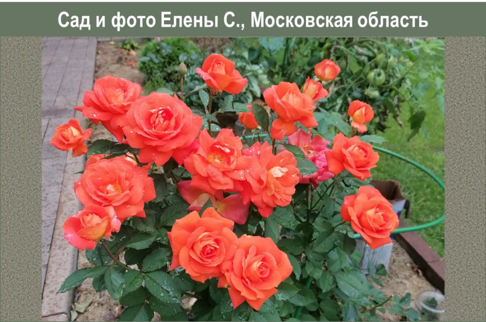 Все о розе Super Trouper: секреты и рекомендации