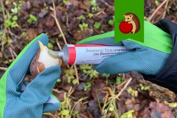 Мазь Вишневского: Неожиданное применение для огорода осенью