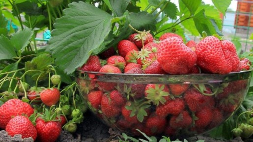 Как собрать 7 кг сладкой клубники с 5 кустов без химии: дедовский опыт