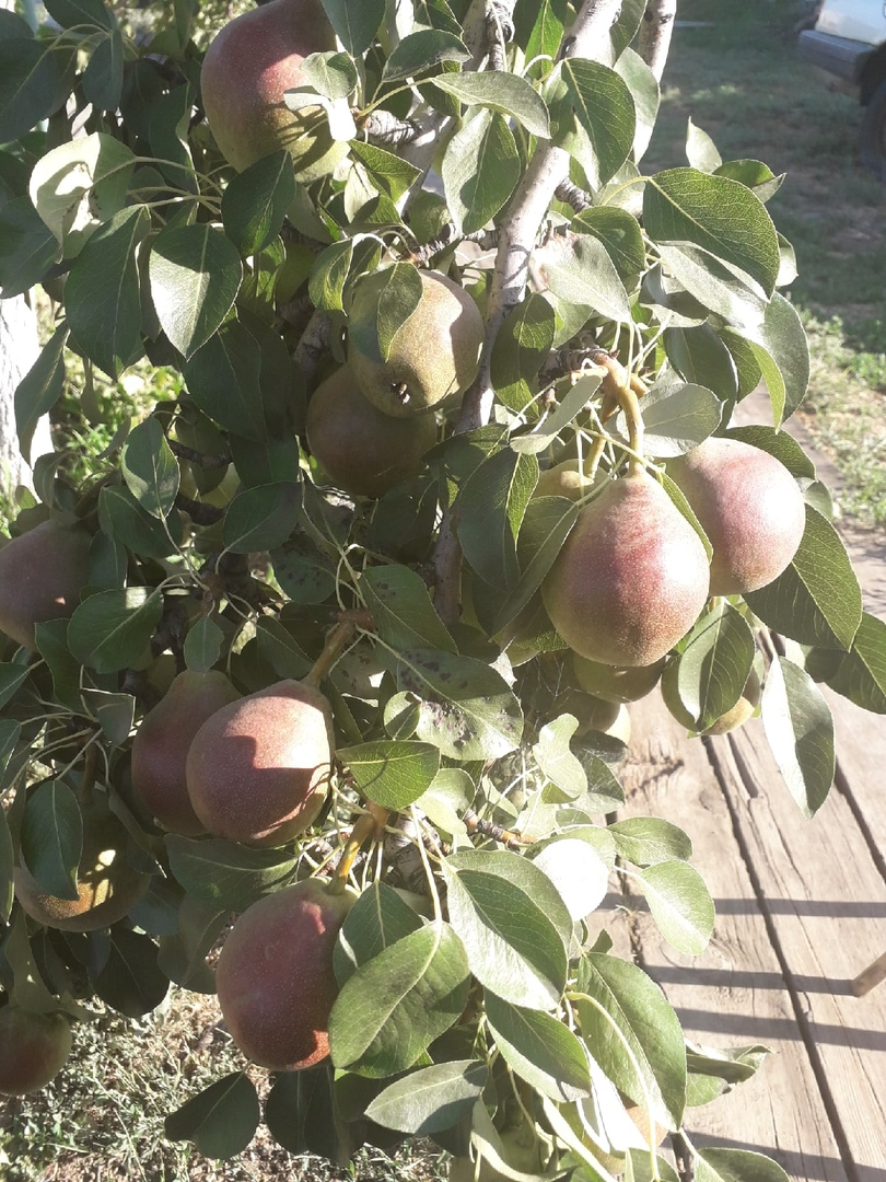 Как приготовить домашнее грушевое вино: шаг за шагом к совершенству