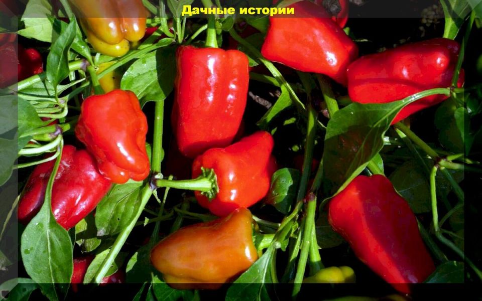 ����� �� ����: ��� ������� � ��� ������������� � ������ ������