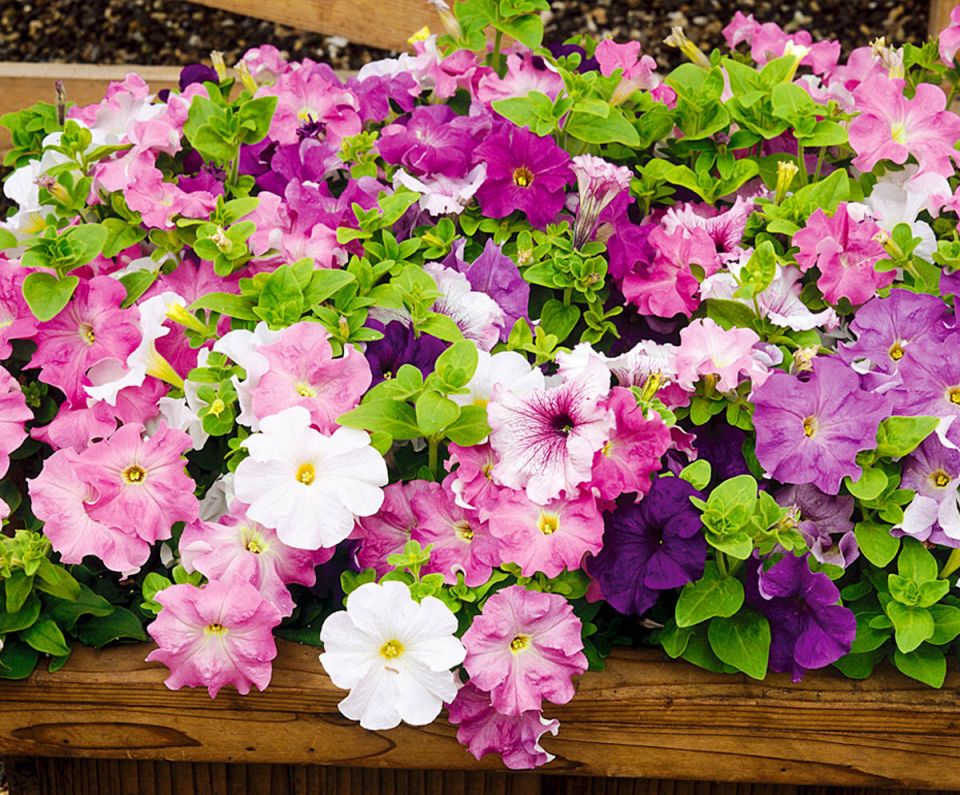 ����� � ��� ����� ������� �� ������� � ������: ������ ������� ���������