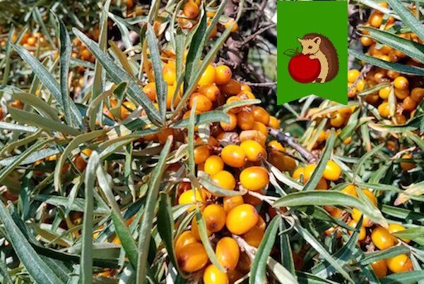 ��� ������ � ������ ������������ �������� � ���������