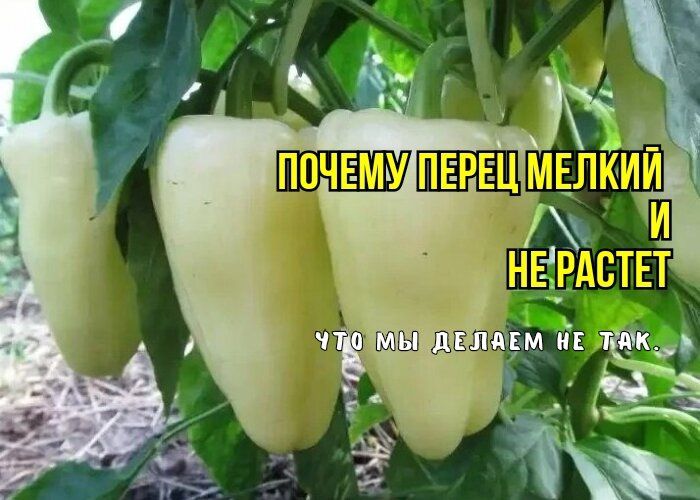 ��� ������� ���������� ������ �����: ������� ��������� ��� ������������ �����