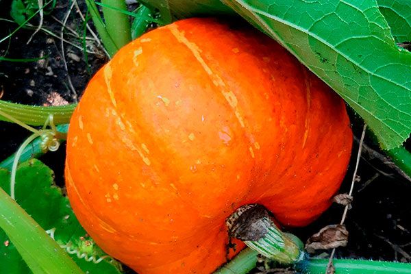 ��� ��������� ����� ������: ������� ����� � �����������