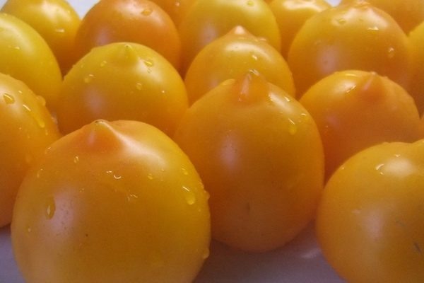 Томат Анна Герман: плюсы, минусы и тонкости ухода