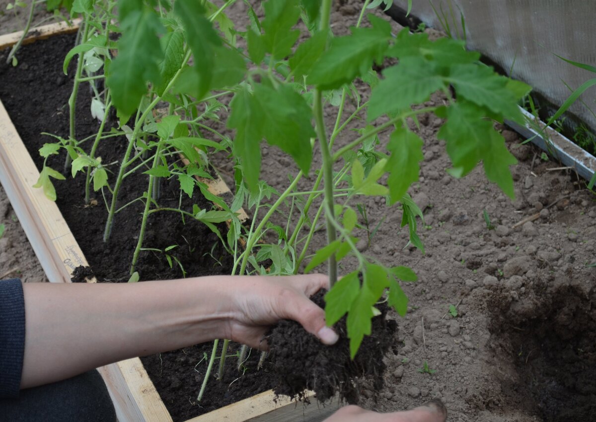 Совместные посадки: какие овощи подходят для теплицы с помидорами