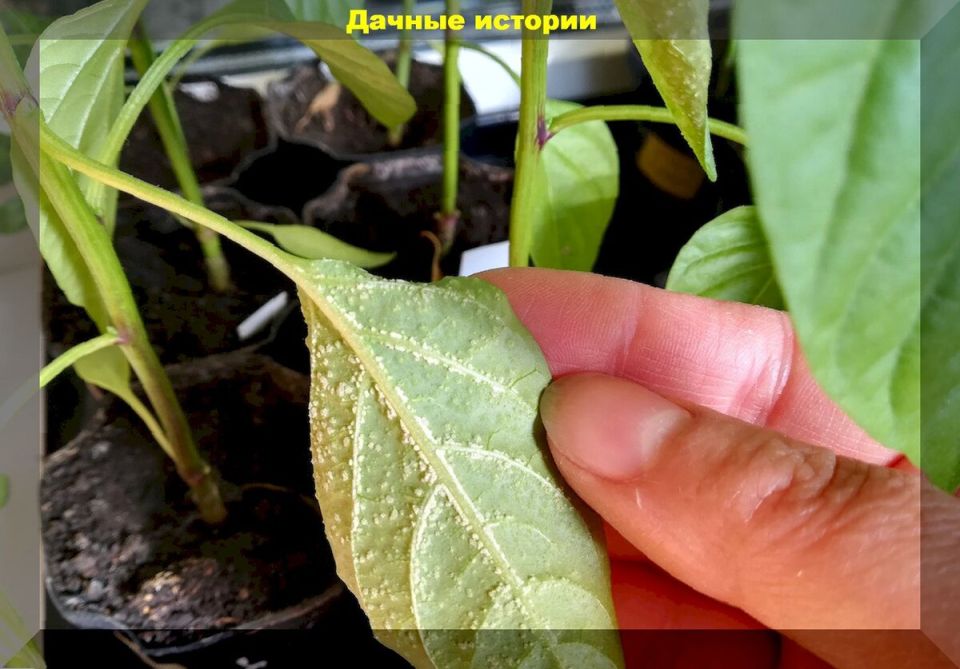 ������ ������� ��� ������� ������: ������ ��� ���������