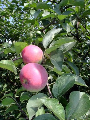 ���������� ������ ������, ���������� �� ����� ����