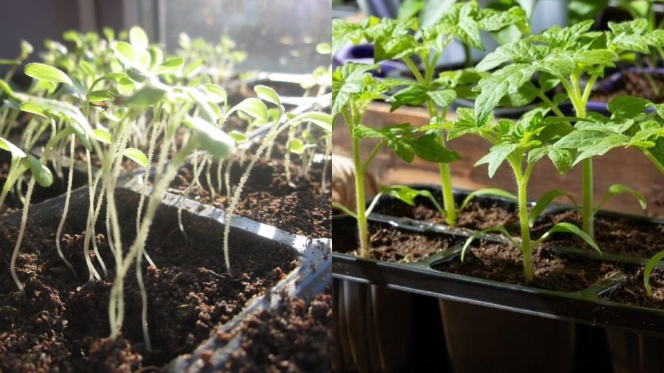 ��� ��������� �������� ������� � �������� �������������� ��������