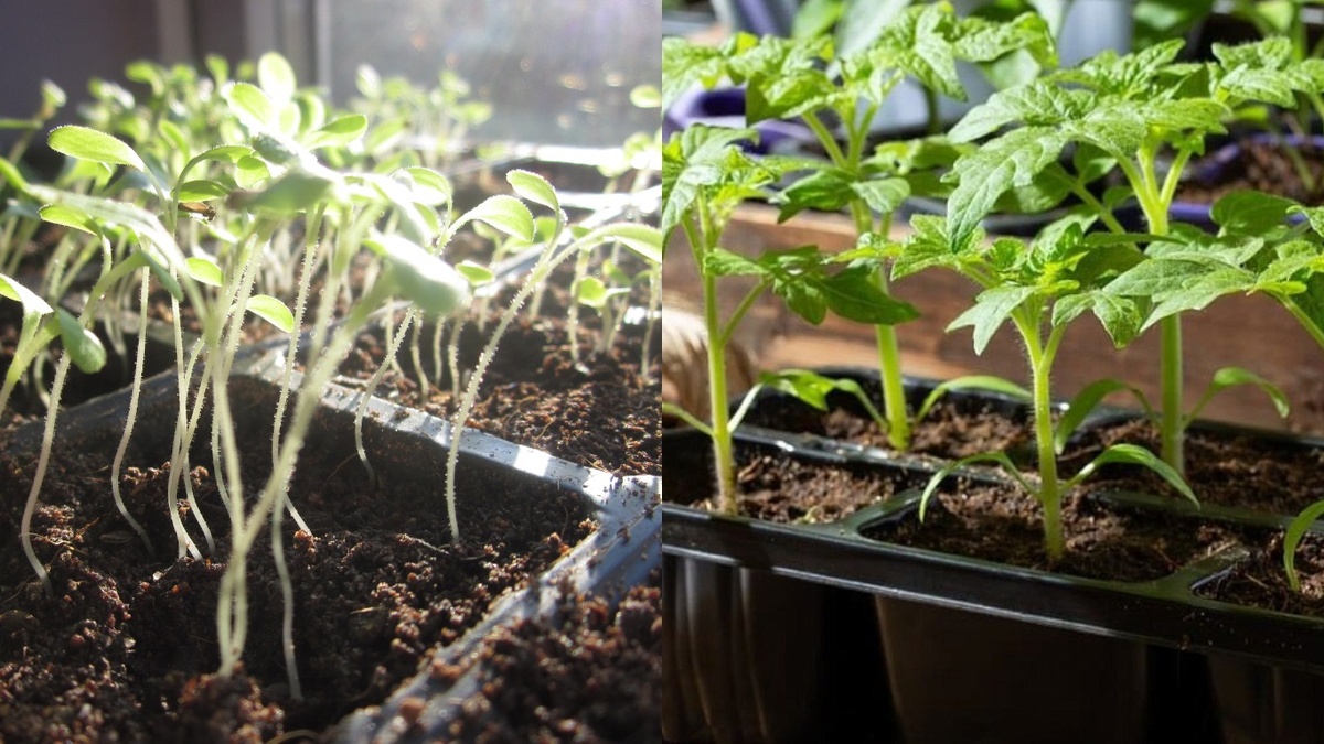 Как вырастить здоровую рассаду в условиях малогабаритной квартиры