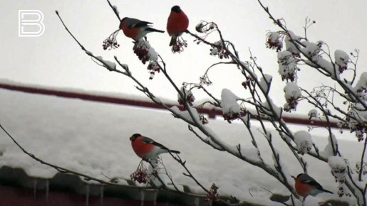 По информации Мурманского УГМС, 22 февраля в Кольском Заполярье будет облачно