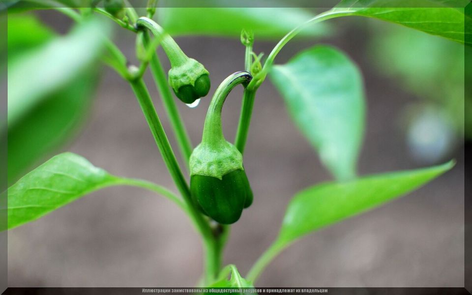 ������ � ������: ������� ��������� ����� � �����������