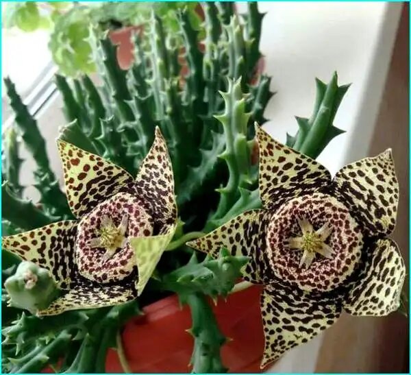 Стапелия: как экзотический суккулент завоевывает сердца цветоводов