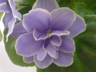 ��� ������� ������������ ��������� ������: ������� ����������� �������