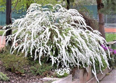 Неприхотливые красавицы для вашего сада: Фонтаны белоснежных цветов