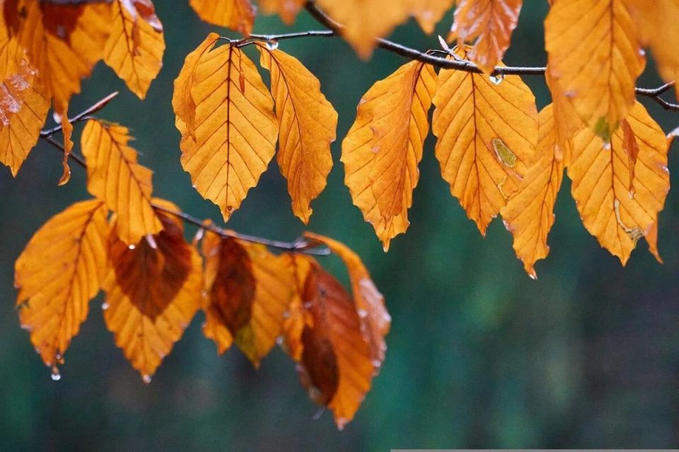 ������������ 15 ��������: ��������, ������� � �������