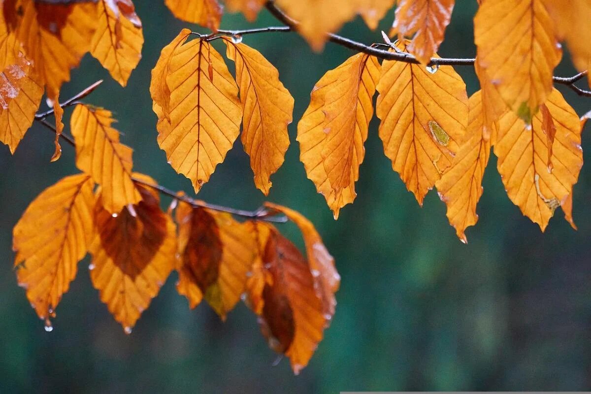 Празднование 15 сентября: традиции, приметы и запреты