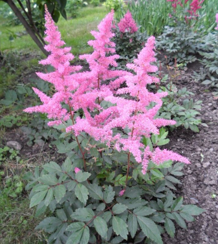 ����������� �����, ����������� � ������: ��������� � ����������