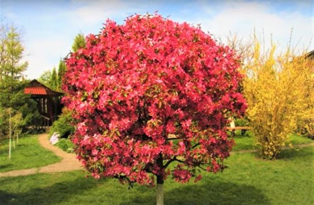 Простое решение для красивого малоуходного сада