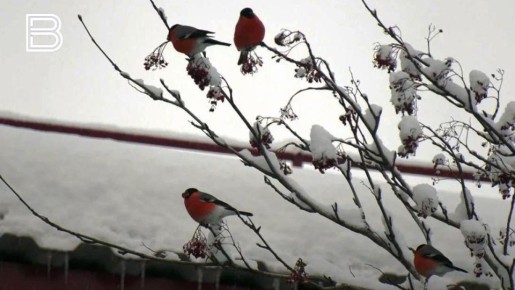 В Мурманской области 24 февраля ожидается теплая погода