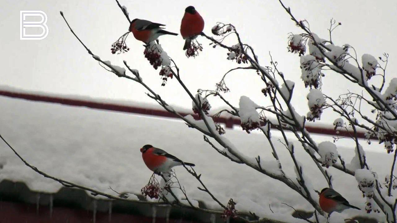 В Мурманской области 24 февраля ожидается теплая погода