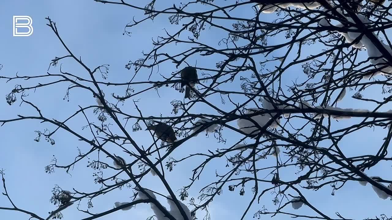Ух, ну и нападало снега за последние сутки! Пешеходам с утра пришлось идти по сугробам, водителям откапывать машины, у дворников тоже работы заметно прибавилось