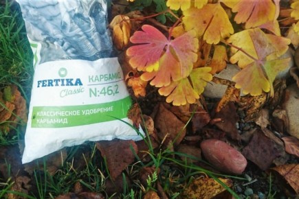 Что выбрать: удобрения для осенней подкормки вашего сада